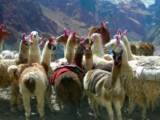 Alpacas